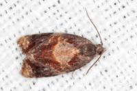 Ditula angustiorana