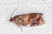 Ditula angustiorana