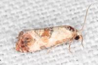 Neocochylis millierana