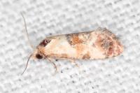 Neocochylis millierana