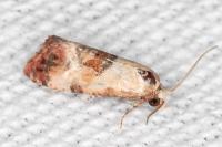 Neocochylis millierana