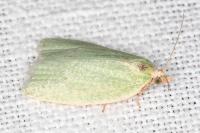 Tortrix viridana