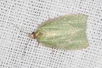 Tortrix viridana