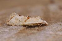 Cochylimorpha straminea