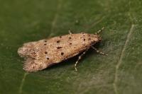 Pseudotelphusa paripunctella