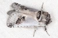 Parahypopta caestrum