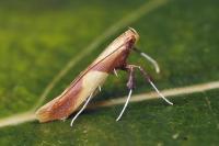 Caloptilia alchimiella