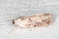 Hedya salicella