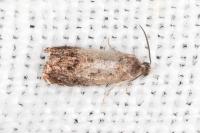 Grapholita janthinana