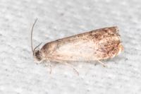 Grapholita janthinana