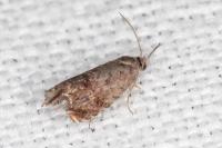 Grapholita janthinana