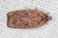 Agonopterix scopariella