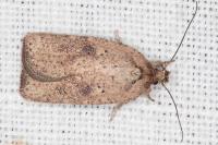 Agonopterix scopariella