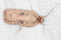 Agonopterix scopariella