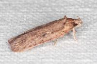 Agonopterix scopariella