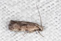Symmoca orphnella