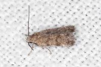 Symmoca orphnella