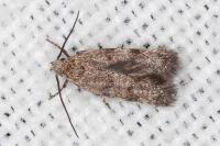 Symmoca orphnella