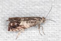Cydia ilipulana