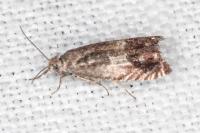 Cydia ilipulana