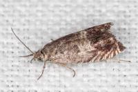 Cydia ilipulana