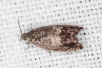 Cydia ilipulana
