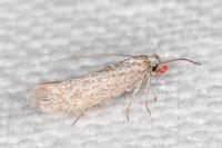 Urodeta hibernella