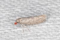 Urodeta hibernella