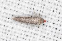 Urodeta hibernella