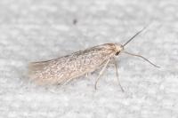 Urodeta hibernella
