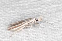 Coleophora pulchripennella