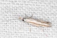 Coleophora pulchripennella