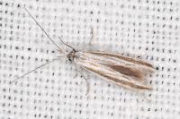 Coleophora pulchripennella