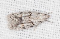 Symmoca signatella