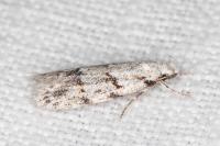 Symmoca signatella