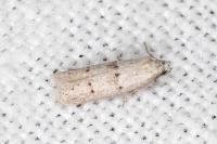 Symmocoides oxybiella