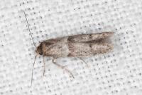Blastobasis