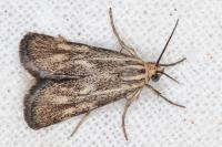 Brachodes funebris