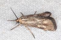 Brachodes funebris