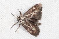 Brachodes funebris