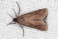 Brachodes funebris