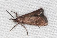 Brachodes funebris
