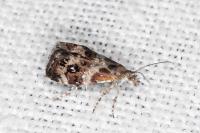 Tebenna micalis