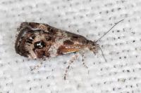 Tebenna micalis