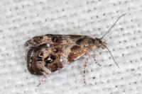 Tebenna micalis