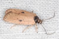 Agonopterix subpropinquella