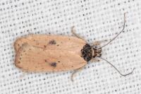 Agonopterix subpropinquella