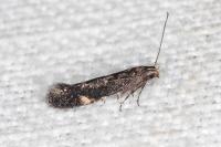 Aproaerema anthyllidella