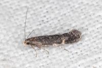 Aproaerema anthyllidella
