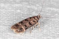 Bryotropha